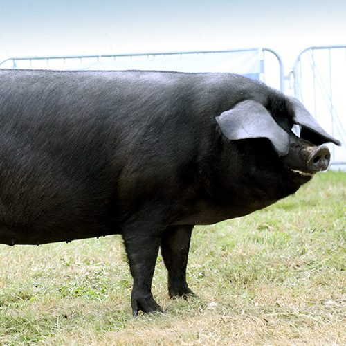 show Large black at a show