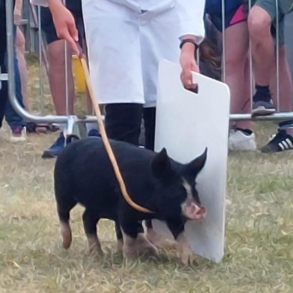 Berkshire Gilt at a show